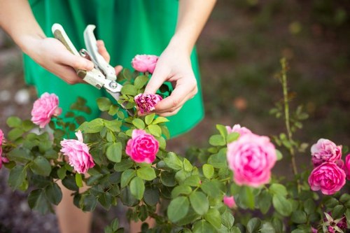The image depicts a close-up view of a person pruning a flowering rose bush in a well-maintained garden, with green-hued leaves and vibrant pink blossoms. The individual is using garden pruning shears to trim the stems, and the gardener's hands are visible, holding the tools and guiding the cut. The background shows a blurred garden environment with soil and other plant elements, indicating outdoor landscaping work. The scene highlights attention to garden maintenance, such as pruning and plant care, which is relevant to professional gardening services offered by Garden Maintenance Aldgate. The overall setting appears to be in full daylight under natural conditions, with no visible weather effects, emphasizing a healthy, organized garden space with flowering plants and lush foliage, typical of typical Aldgate front or back gardens, suitable for outdoor landscaping and plant upkeep.